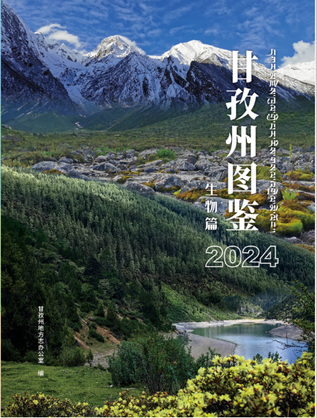图片4